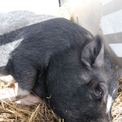 tsaMobileFarm10)