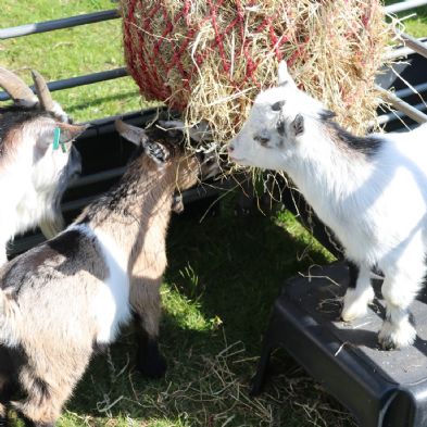 tsaMobileFarm106)