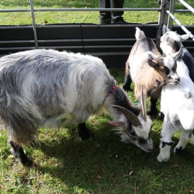 tsaMobileFarm15)