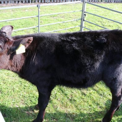 tsaMobileFarm3)