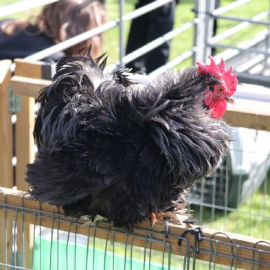 tsaMobileFarm31)