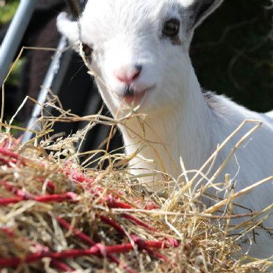 tsaMobileFarm49)