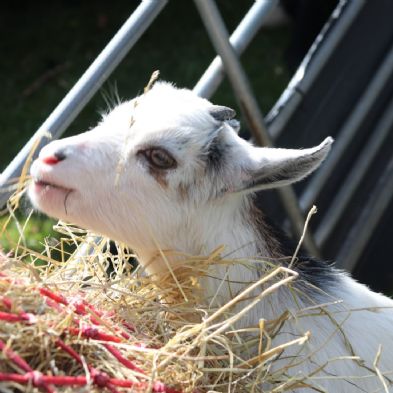 tsaMobileFarm50)