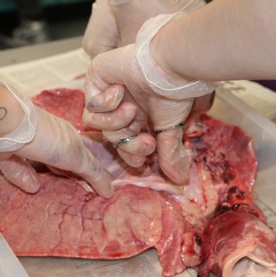 tsaYear12Biology46)1)