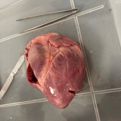 tsaYear12Biology5)1)