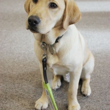 Sutton the Puppy
