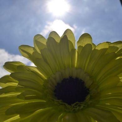 tsa_flowers01