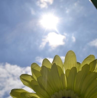 tsa_flowers02