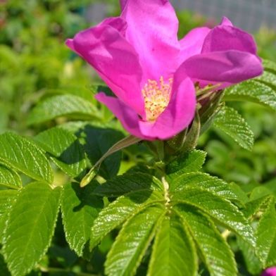tsa_flowers03