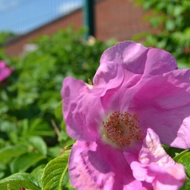tsa_flowers04