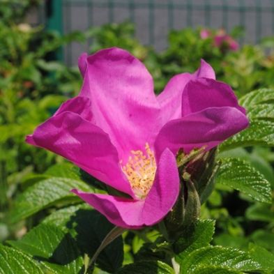 tsa_flowers15