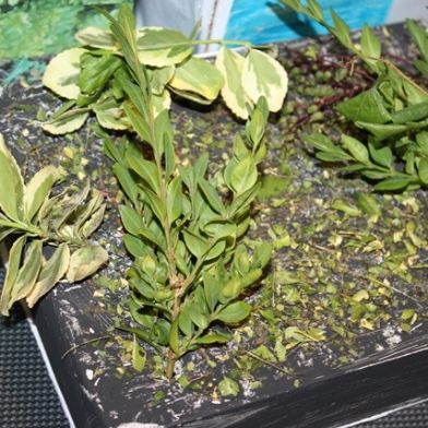 tsa_ScienceProject_10